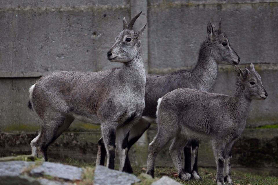 Nachury we wrocławskim zoo