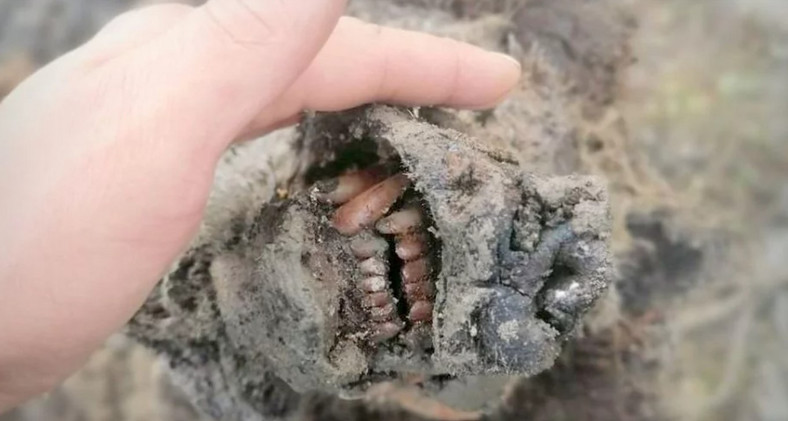 Szczątki niedźwiedzia jaskiniowego z Jakucji