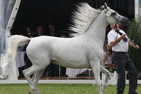Aukcja koni arabskich Pride of Poland