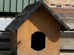 Ukradł psu budę, grozi mu pięć lat więzienia