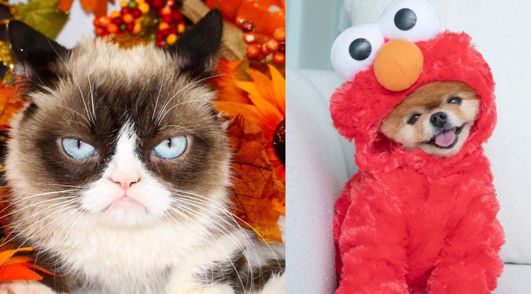 Ismert házi kedvencek: Grumpy Cat és Jiff Pom