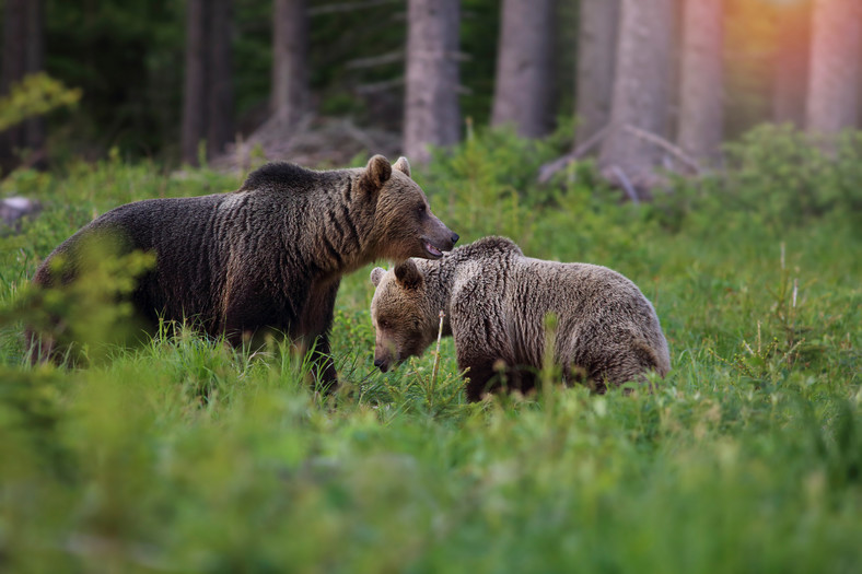 Niedźwiedzie coraz mniej boją się ludzi i w poszukiwaniu jedzenia podchodzą blisko gospodarstw domowych