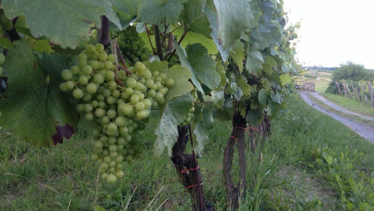 Jutro w Lubuskim Centrum Winiarstwa w Zaborze odbędzie się I Święto Lubuskiego Młodego Wina. Blisko 20 lokalnych plantatorów zaprasza na degustację trunków powstałych z tegorocznych zbiorów. A skoro 11 listopada, to nie zabraknie także gęsiny.