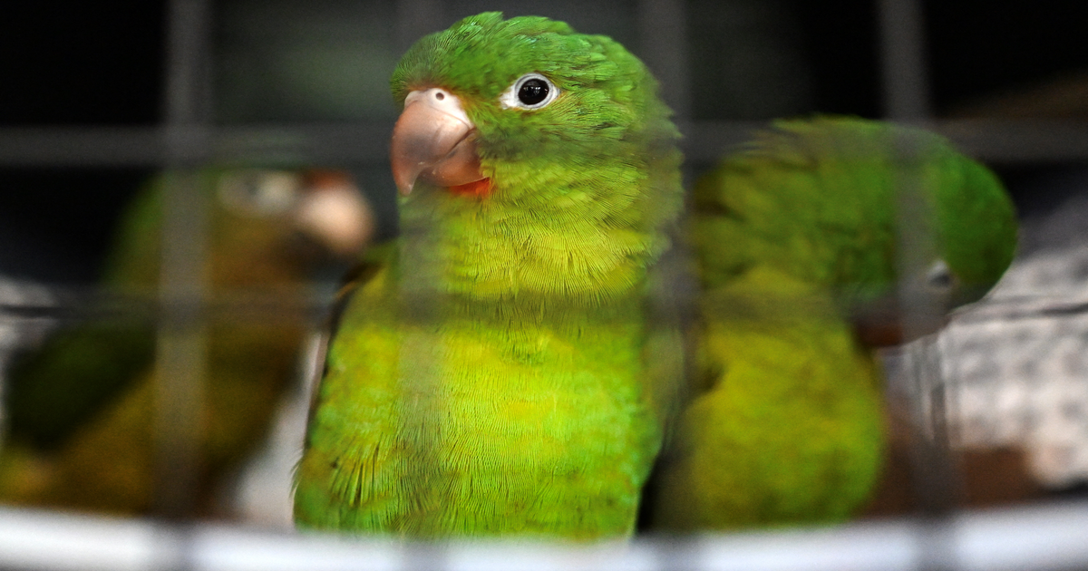 2.687 volatili sotto zero: traffico da 400mila euro verso Malta