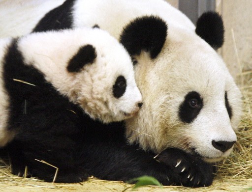 AUSTRIA-PANDA-FU LONG