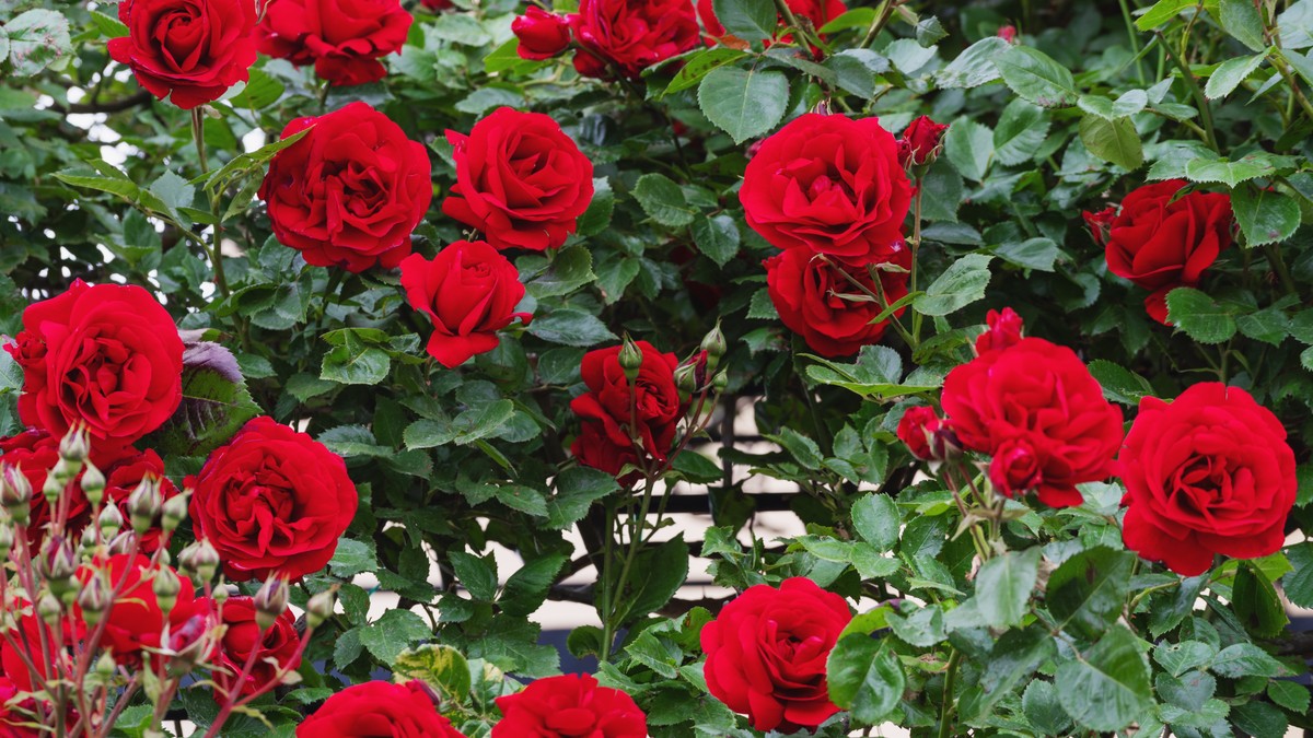 Trik za sprečavanje crne pegavosti kod ruža