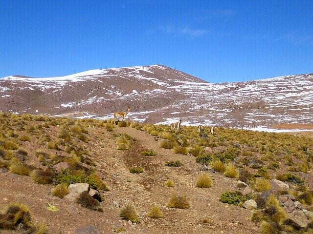 Galeria Chile - Atacama, obrazek 60