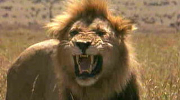 Szétmarcangolták az oroszlánok a zuhanyozó turistát