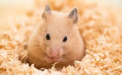 Omikron łagodniejszy od Delty? Badanie na chomikach