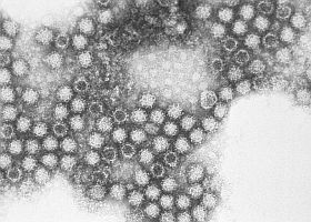calicivirus-d000010EF1d83a707e3a5