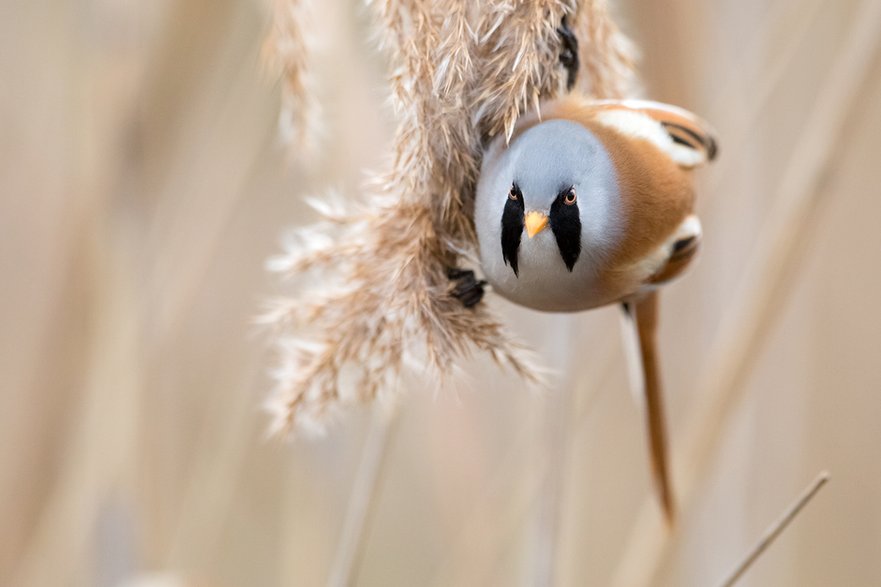 Wąsatka (Panurus biarmicus)