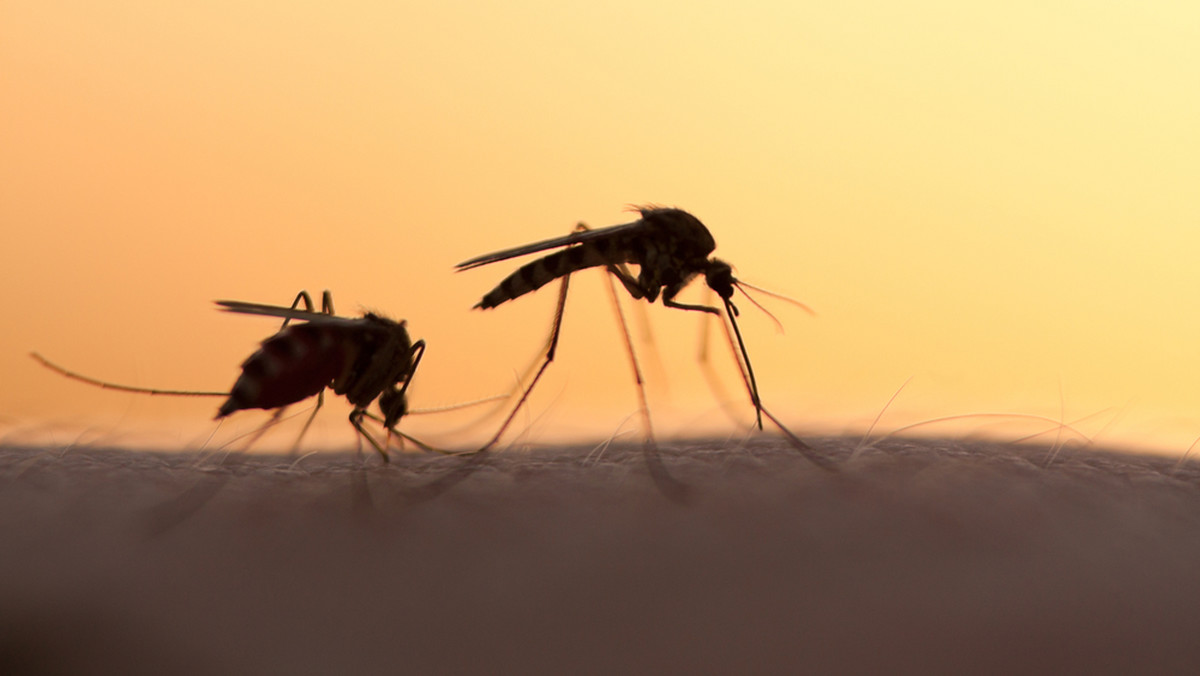 Największa epidemia dengi w historii Argentyny. Tysiące zakażonych