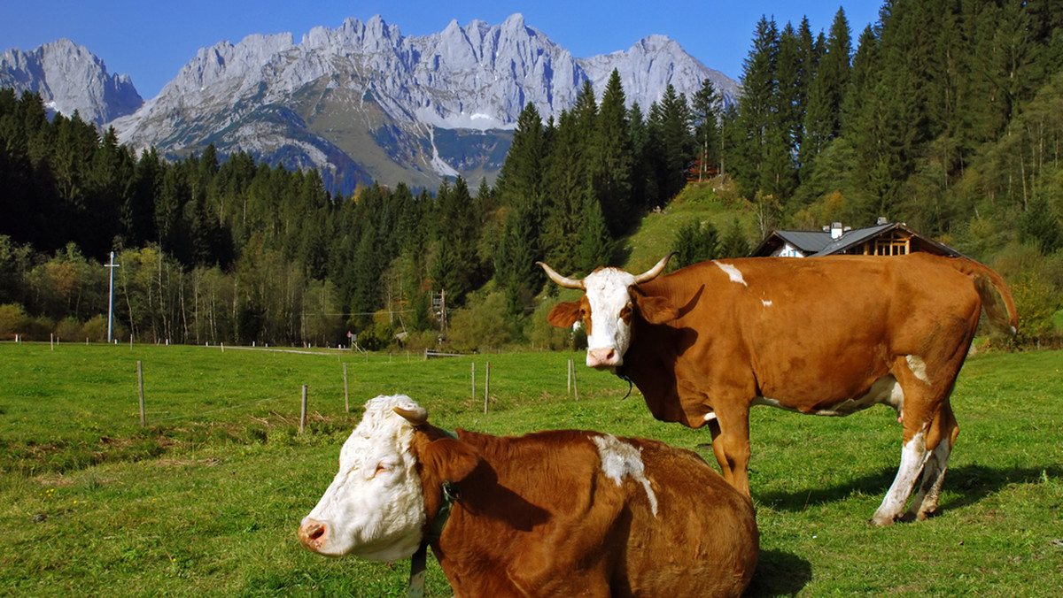 Niemcy: Kobieta wypuściła 200 krów. Uciekła nago