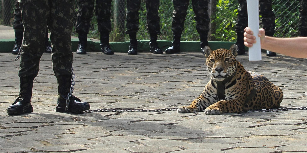 Wojsko zastrzeliło jaguara