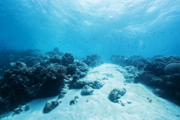 Plastik unosi się nad oceanami. Może przeniknąć do układów pokarmowych zwierząt