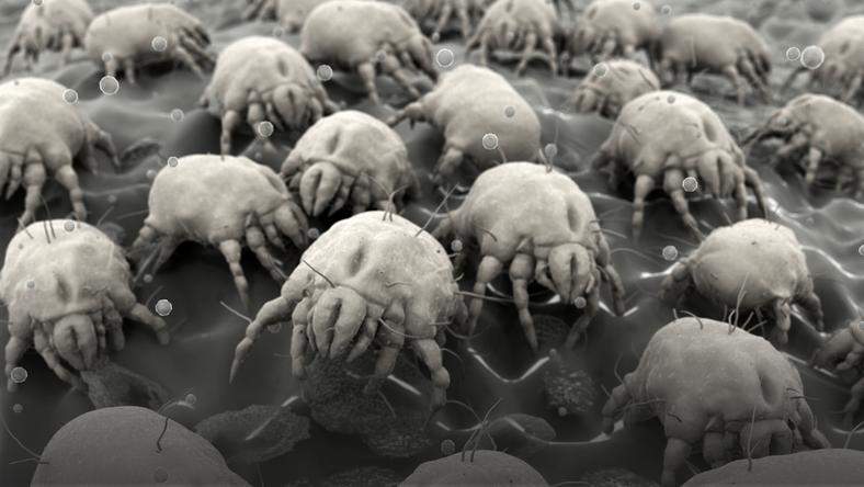 Znalezione obrazy dla zapytania roztocza pod mikroskopem