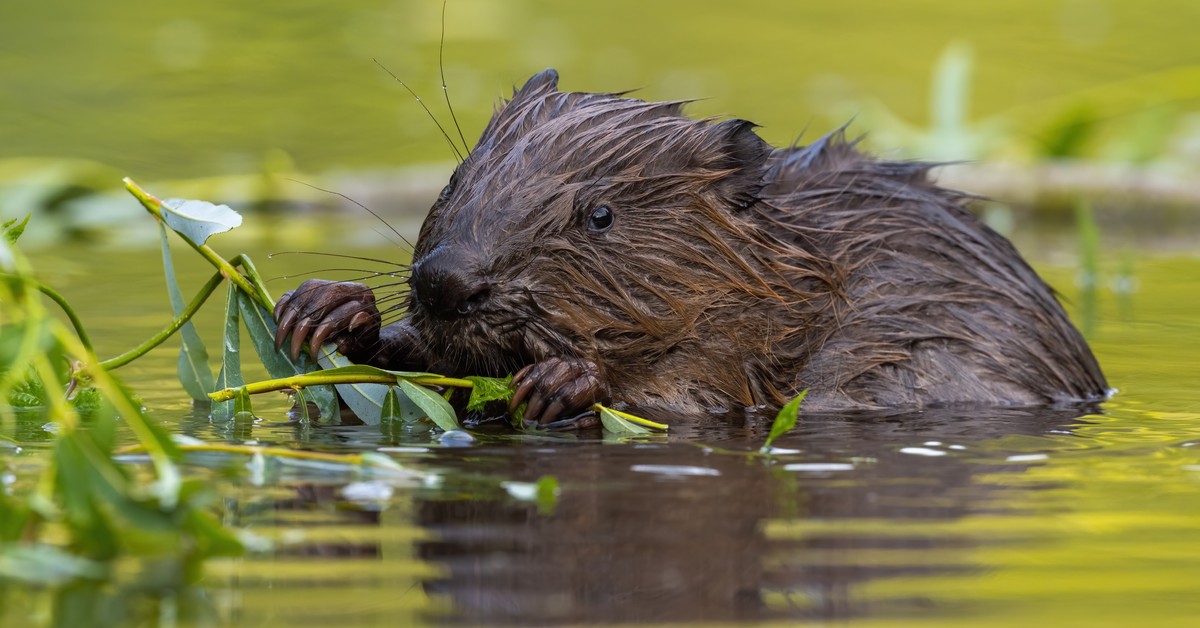 Czy wolno samodzielnie zburzyć bobrową tamę? Odszkodowanie za szkody wyrządzone przez bobry – jaką rekompensatę można uzyskać?