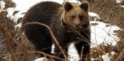 Niedźwiedź zbudził się w Beskidach