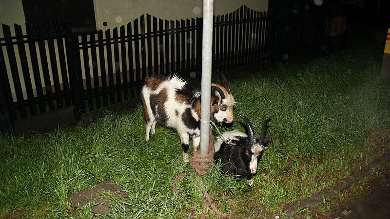 Dwie kozy w aucie. Groźna kolizja w Suchedniowie
