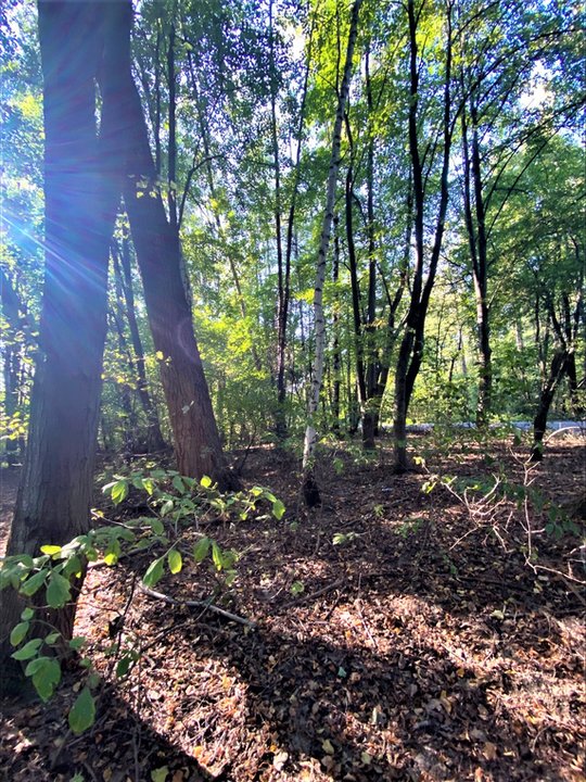 W Krakowie powstanie nowy park! To Park Rzeczny Tetmajera