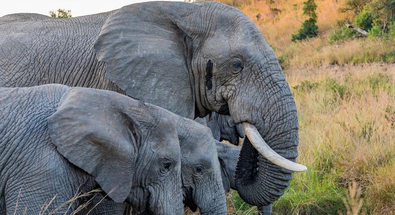 Zimbabwe plans to sell hunting rights to kill elephants