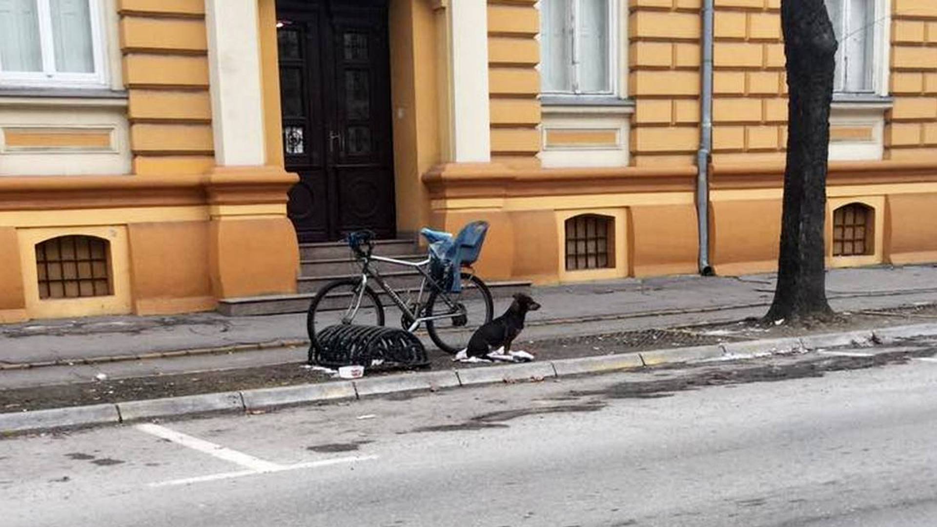 Hačiko iz Subotice: Promrzla keruša danima čeka vlasnika na istom mestu