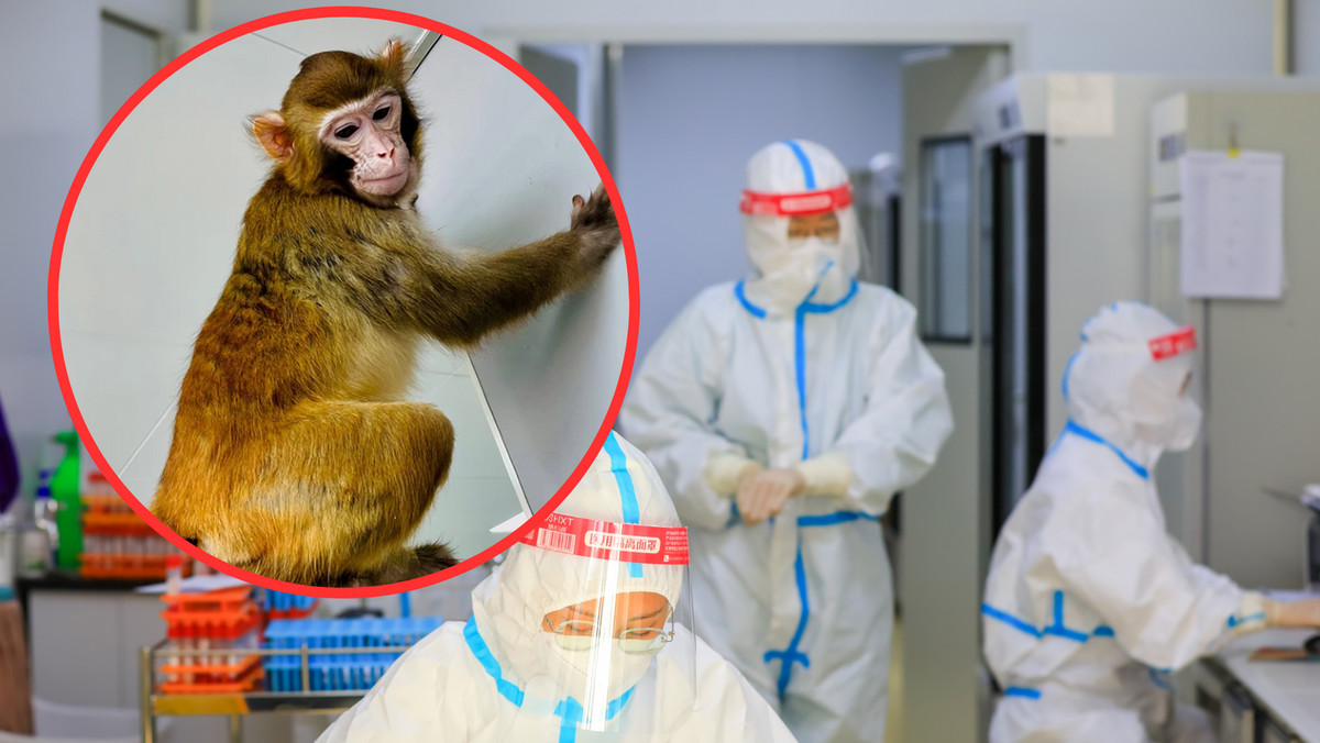 W Chinach sklonowali wyjątkową małpę. Czy sklonują człowieka? Naukowcy wprost