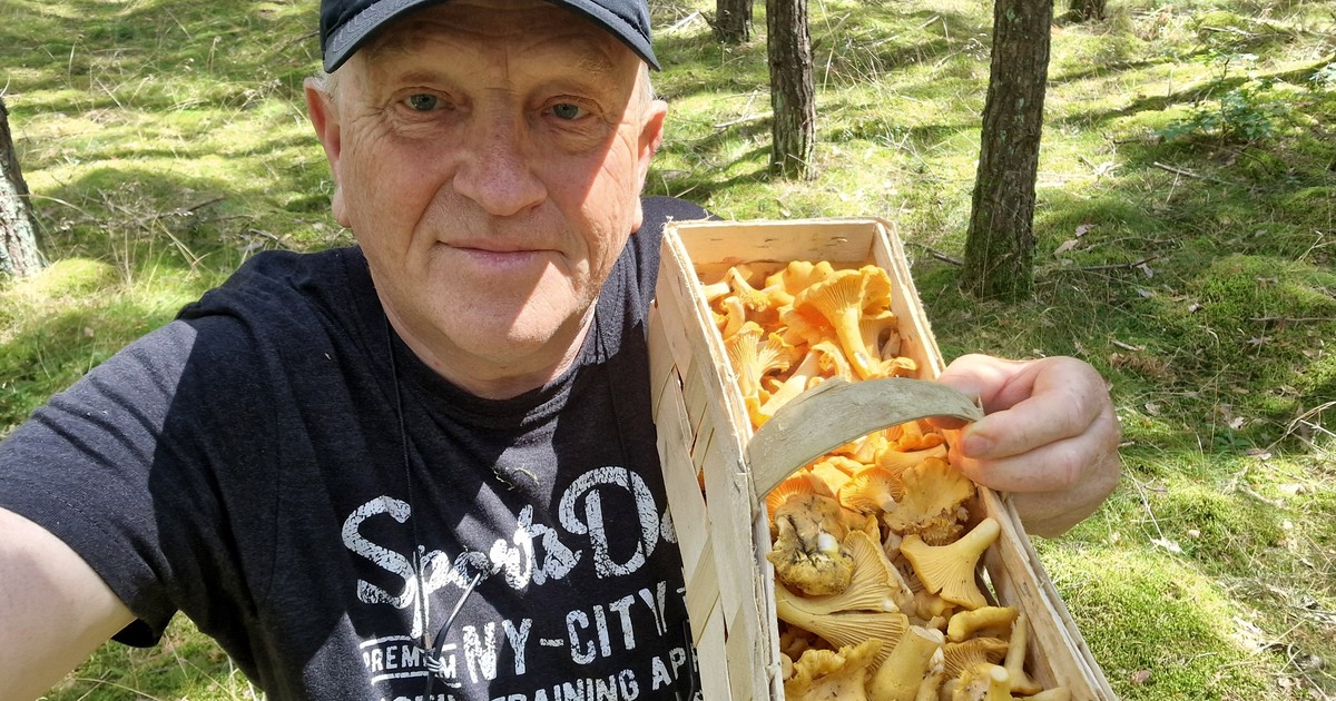 Kurkowy szał w lasach