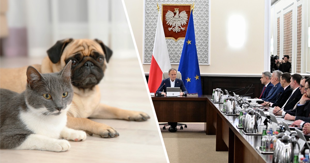 Masz psa lub kota? Tyle zapłacisz. W rządzie pracują nad nową opłatą
