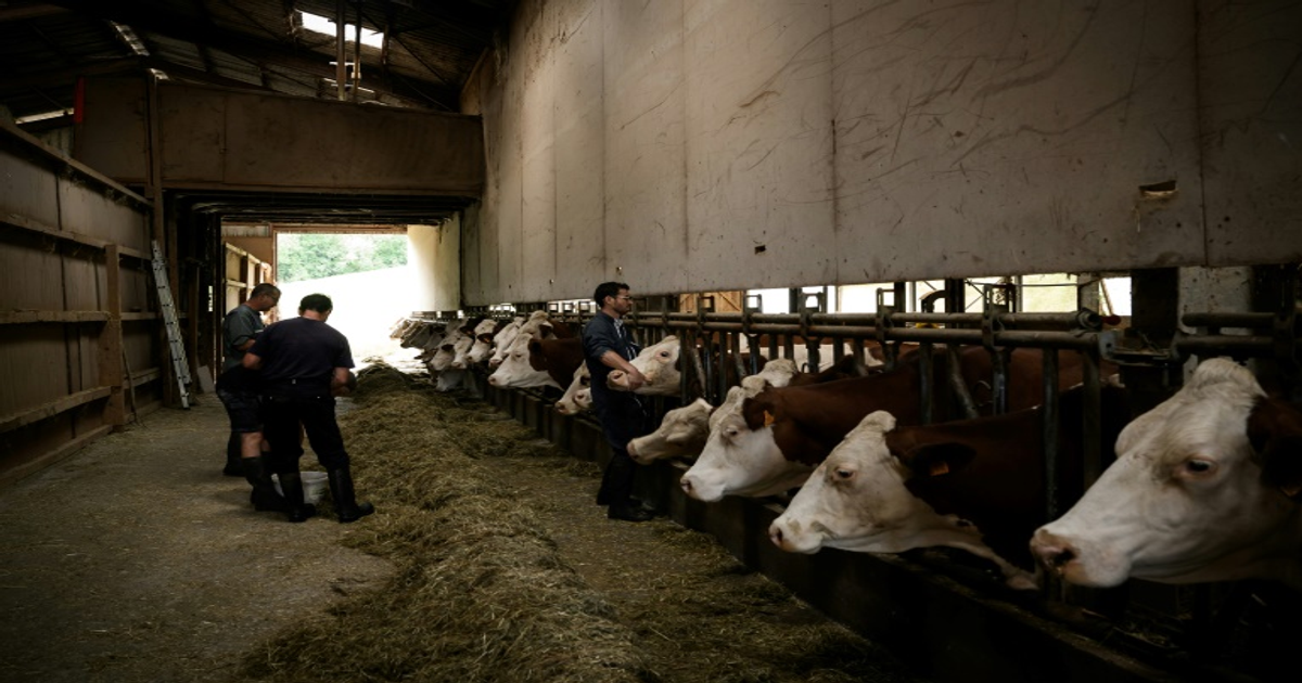 Dermatose bovine : la ministre défend les abattages en Savoie