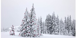 jak tradycja zrobiła z drzew symbole