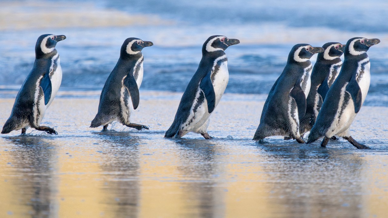 Tajemniczy pomór pingwinów. Ponad 700 martwych osobników