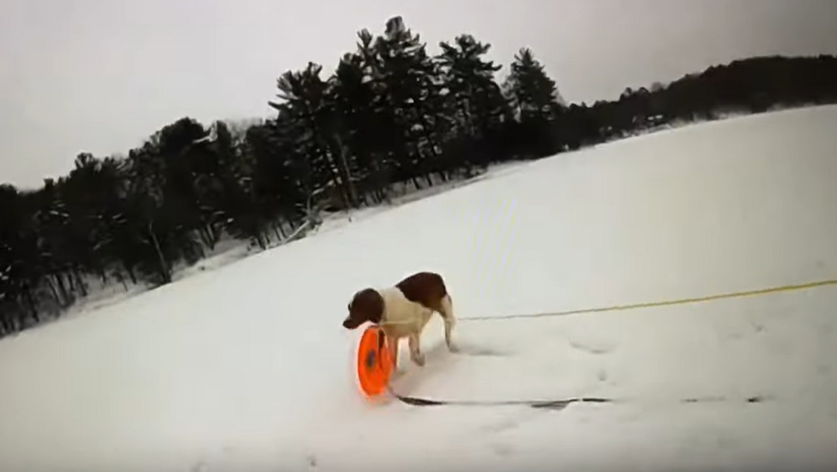 Pod 65-latkiem załamał się lód. Pies pomógł w akcji ratunkowej  [WIDEO]