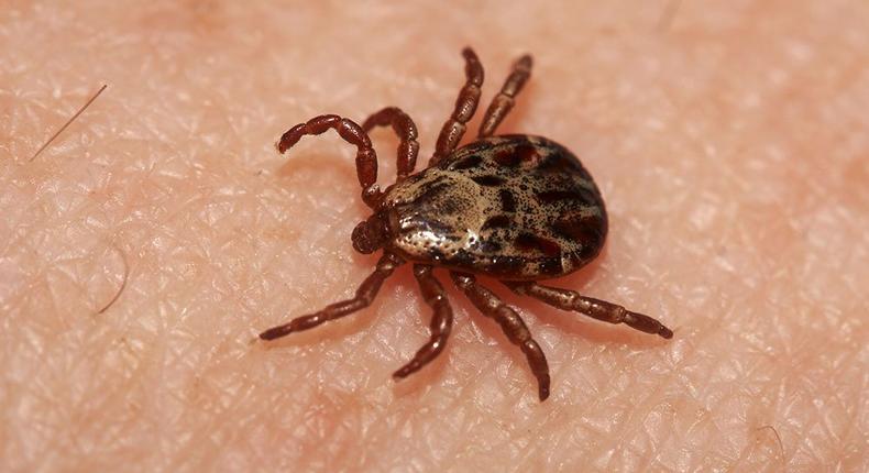 ​Lyme Disease Isn’t the Only Tick-Borne Illness You Need to Worry About This Spring