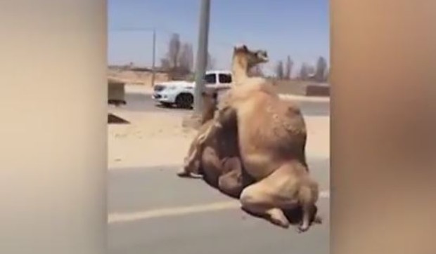 kamile, parenje, dubai