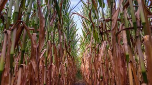 Polska stepowieje. Deficyt wody uderza w rynek żywności