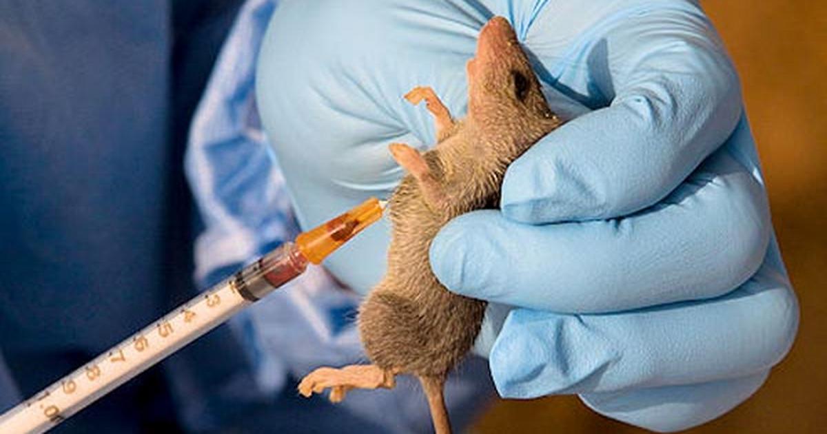 Lassa fever outbreak claims 1 in Cross River, Govt begins contact tracing - Vimarsana News