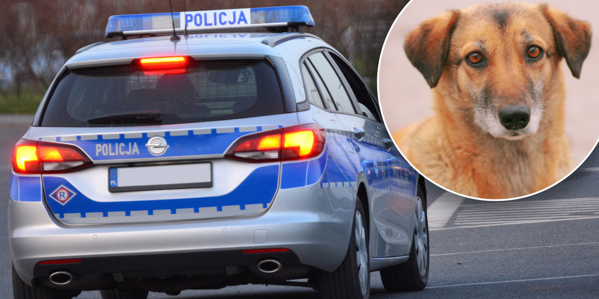 Zdjęcie ilustracyjne./ Policjant miał znęcać się nad psem. Nadal pracuje na komisariacie w Gliwicach.