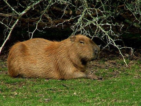 Galeria Argentyna - Delta rzek Parany i Urugwaju, fauna, obrazek 36