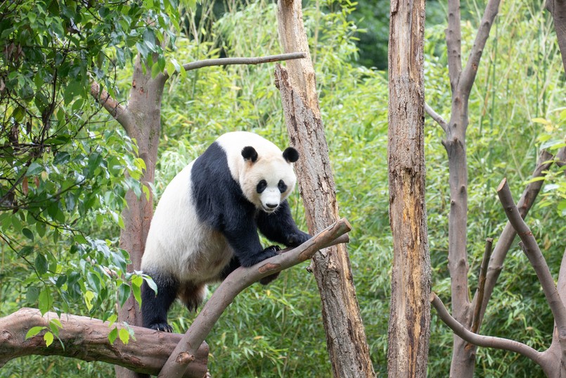 panda wielka