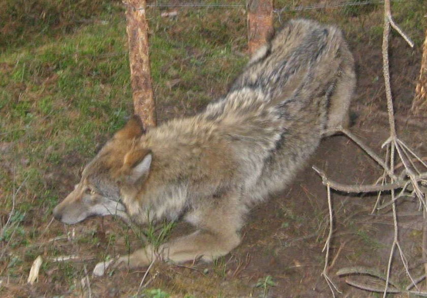 Myśliwi uwolnili wilka