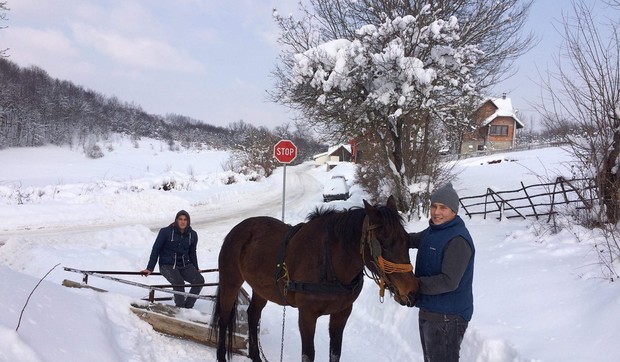 braca stanojevic i kobila 2(1)