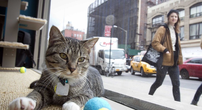 nyc cat cafe