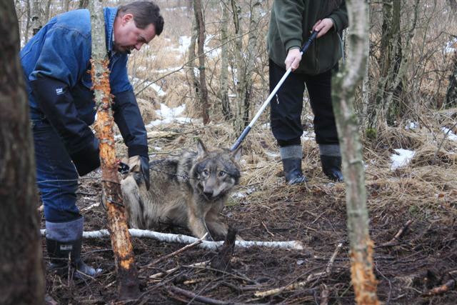 Wilk spędził kilka dni we wnykach z drutu, zanim w ostatniej chwili uratowali go leśnicy