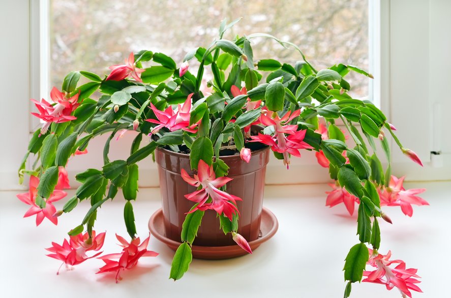 Szlumbergera ucięta podczas kwitnienia - nadin333/stock.adobe.com