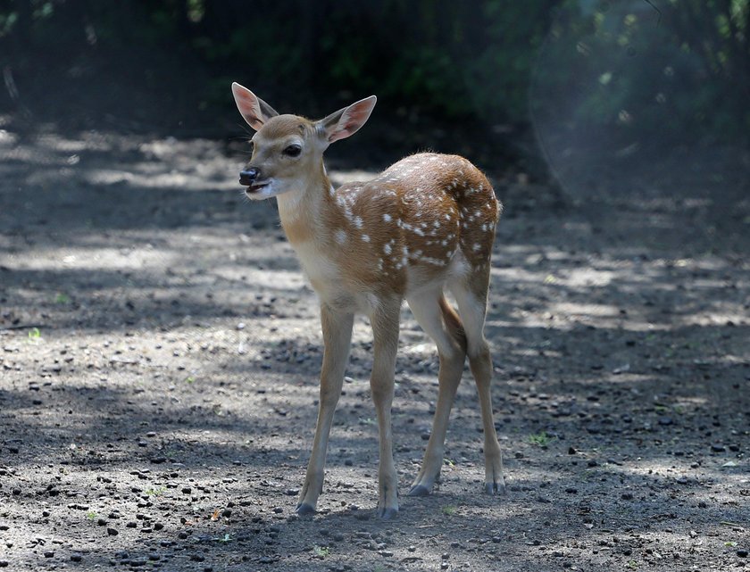 To urodziło się w ZOO