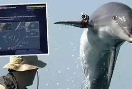 Sieci, wysięgniki i specjalnie szkolone delfiny. Tak Rosja broni bazy na Krymie