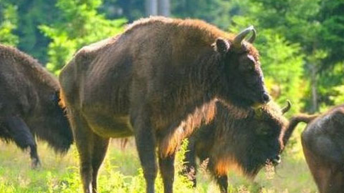 Polskie żubry, sprowadzone w czerwcu z lasów Białowieży i Pszczyny do górzystego rezerwatu w prowincji Palencia, na północy Hiszpanii, zaczęły się rozmnażać. Kilka dni temu urodził się samiec, a w połowie sierpnia - samica.