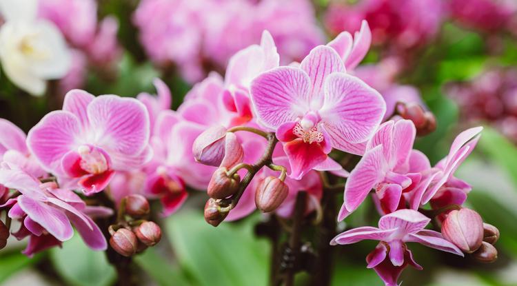 Így lesz csodálatos az orchideád. Fotó: Getty Images