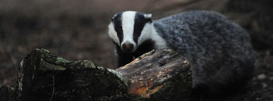Jazavci su čuveni kopači u svetu životinja